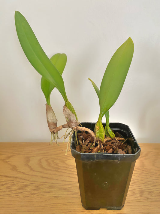 Bullbophyllum Elizabeth Ann Buckleberry FCC/AOS