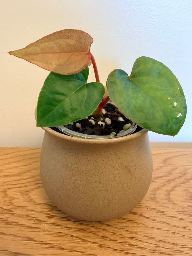 Anthurium KOS x Luxurians