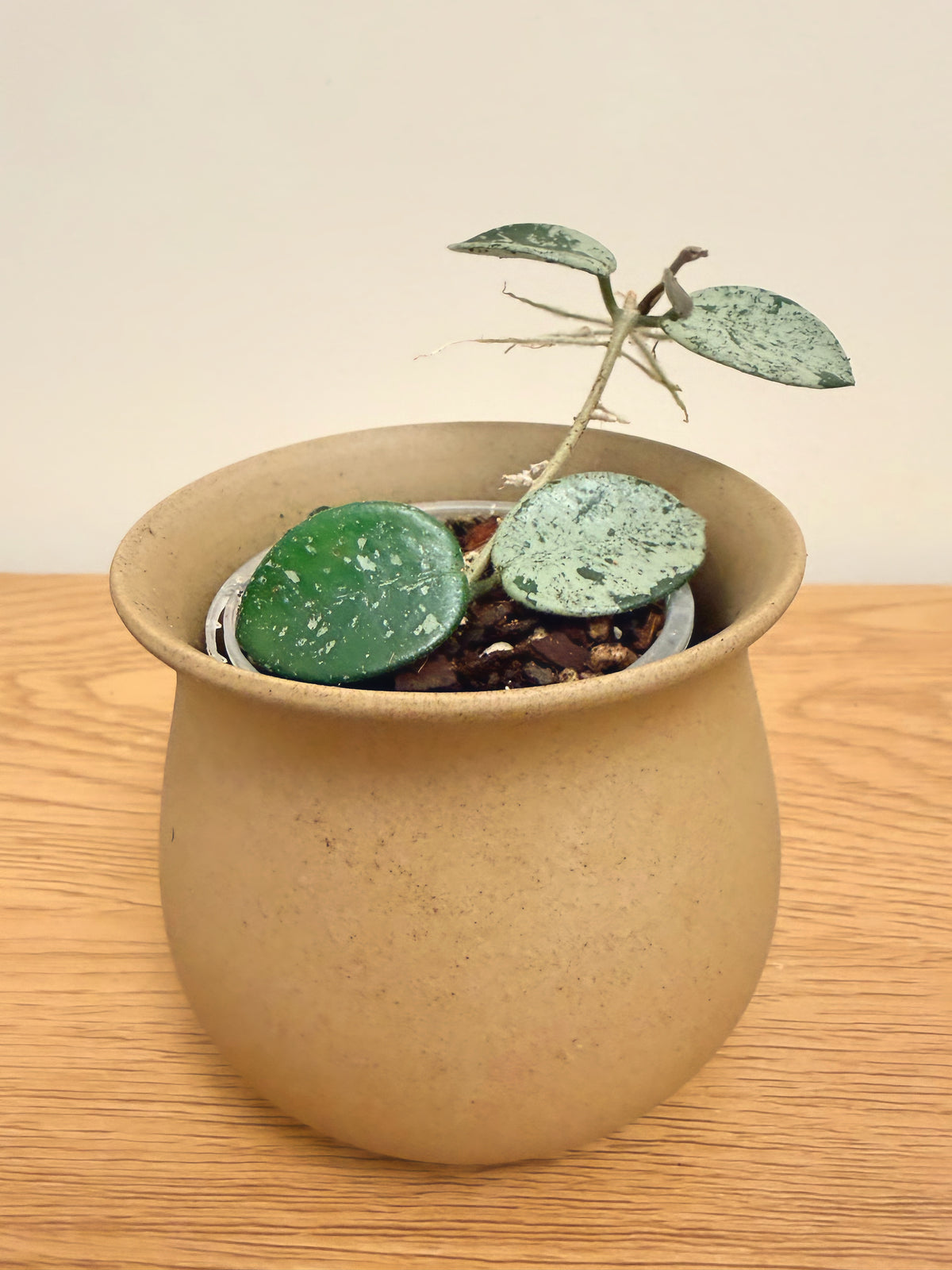 Hoya Mathilde Silver Splash