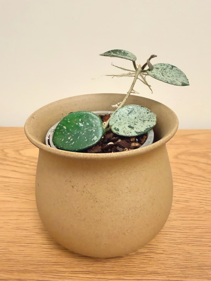 Hoya Mathilde Silver Splash