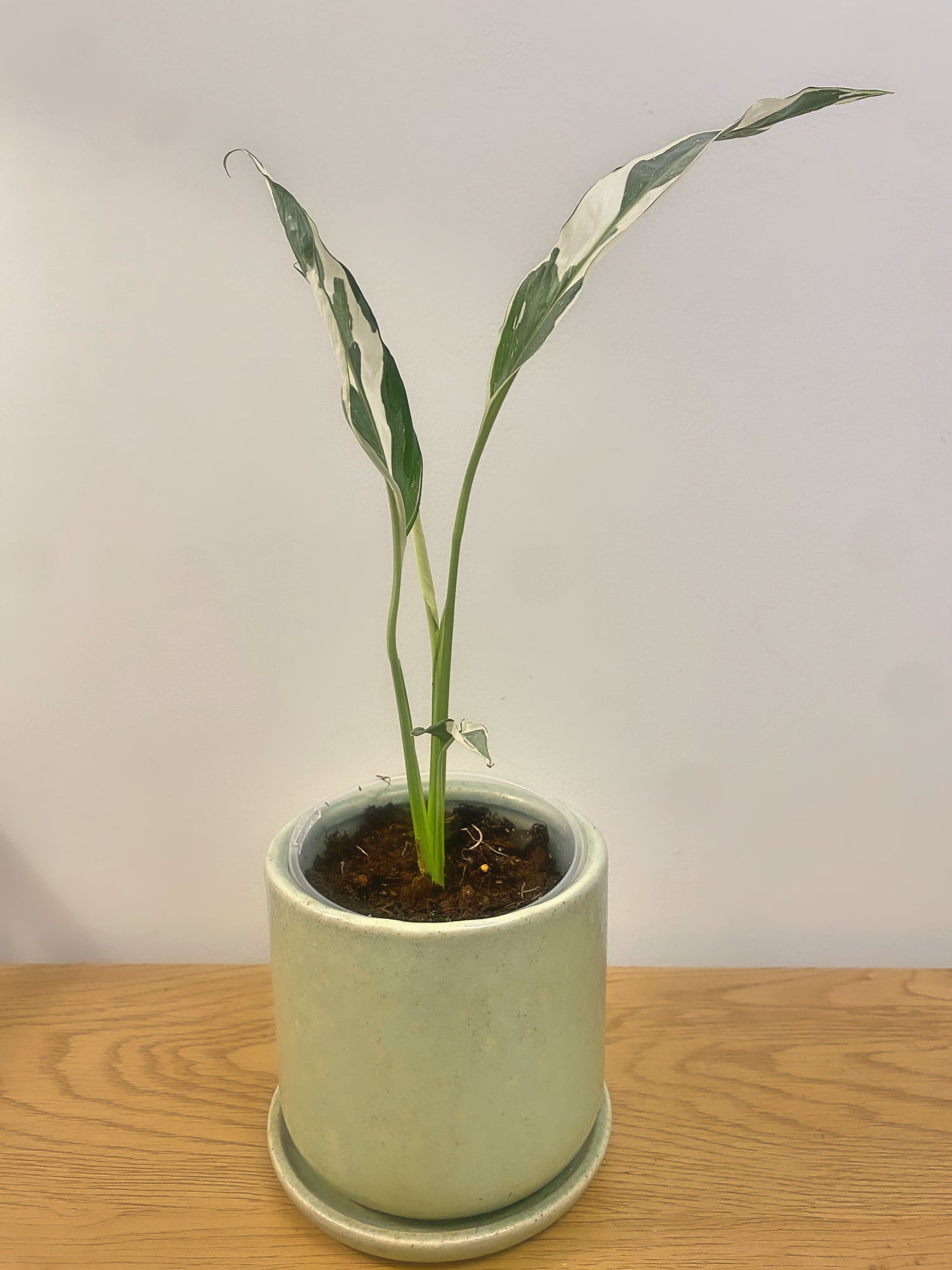 Spathiphyllum Galaxy Variegated