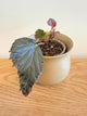 Begonia Mai Dark Devo (A)