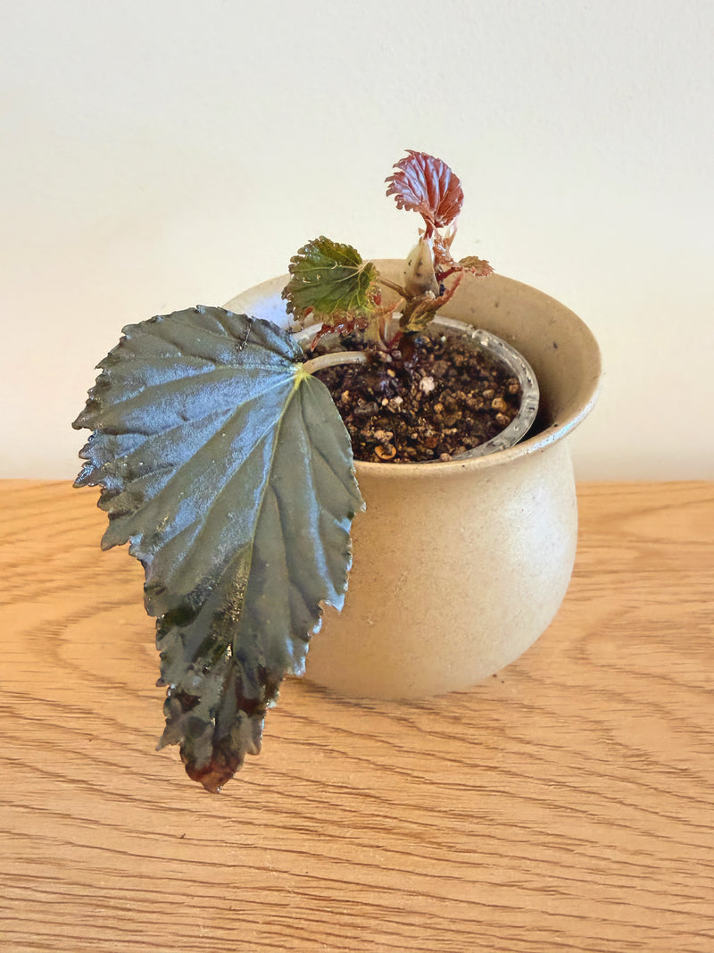 Begonia Mai Dark Devo (A)