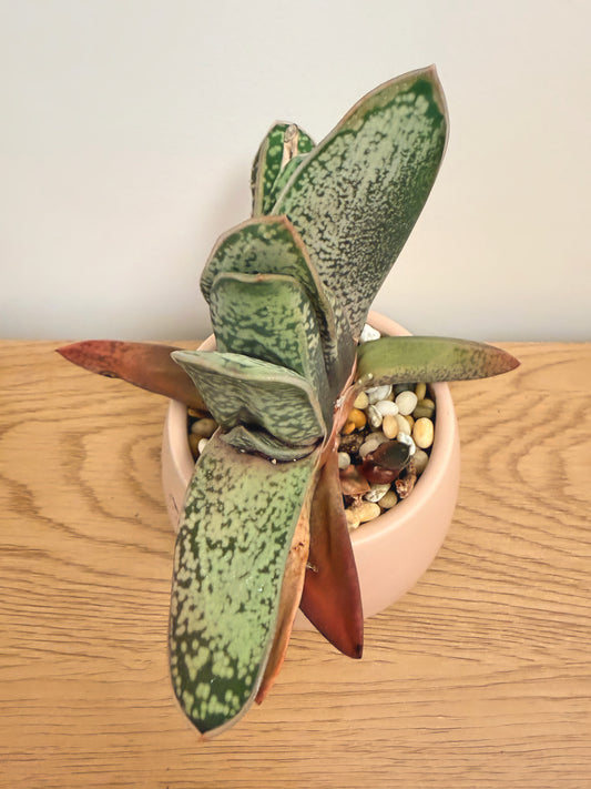 Gasteria ‘Black Goes Spotty’