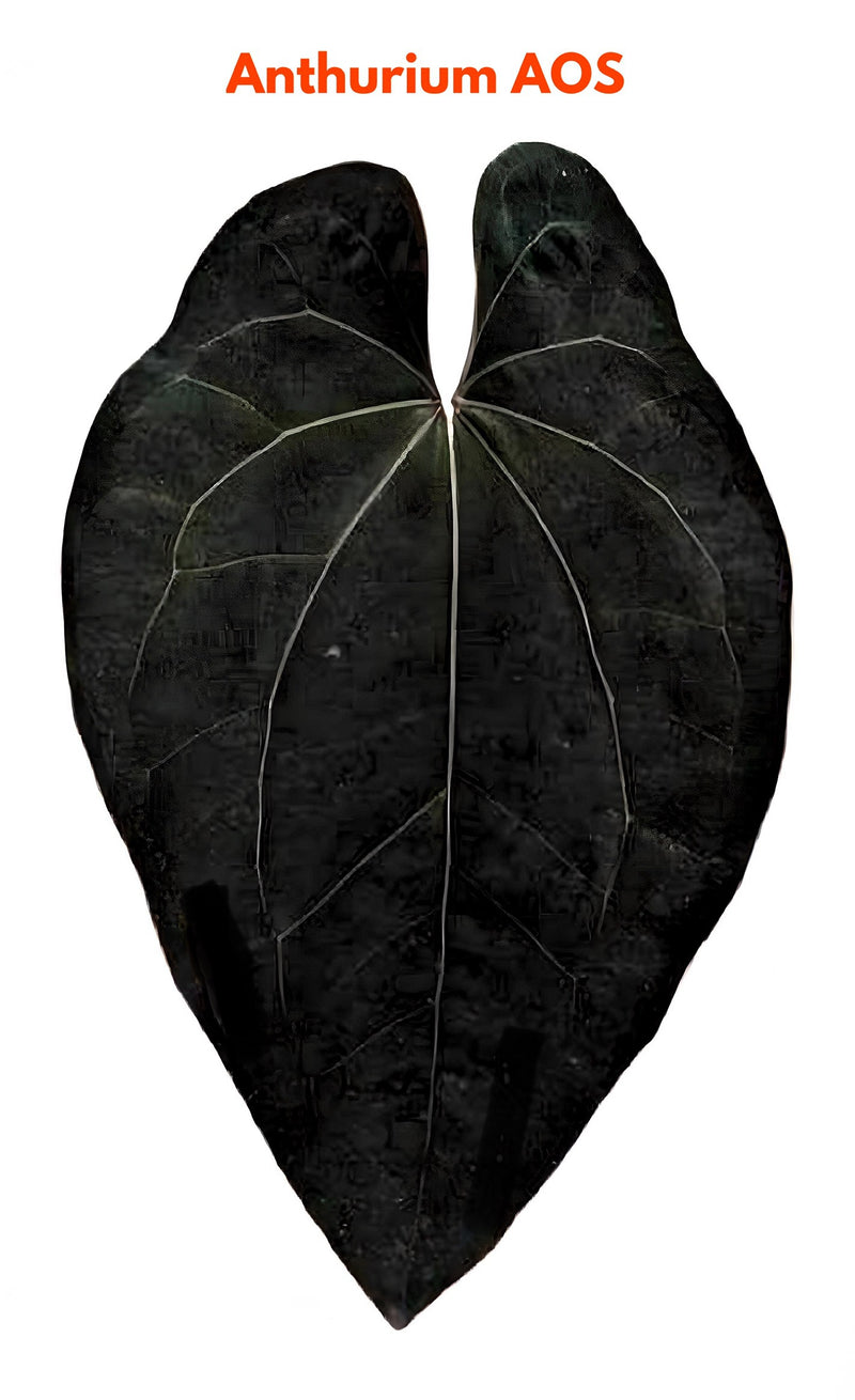 Anthurium Ace Of Space (AOS)