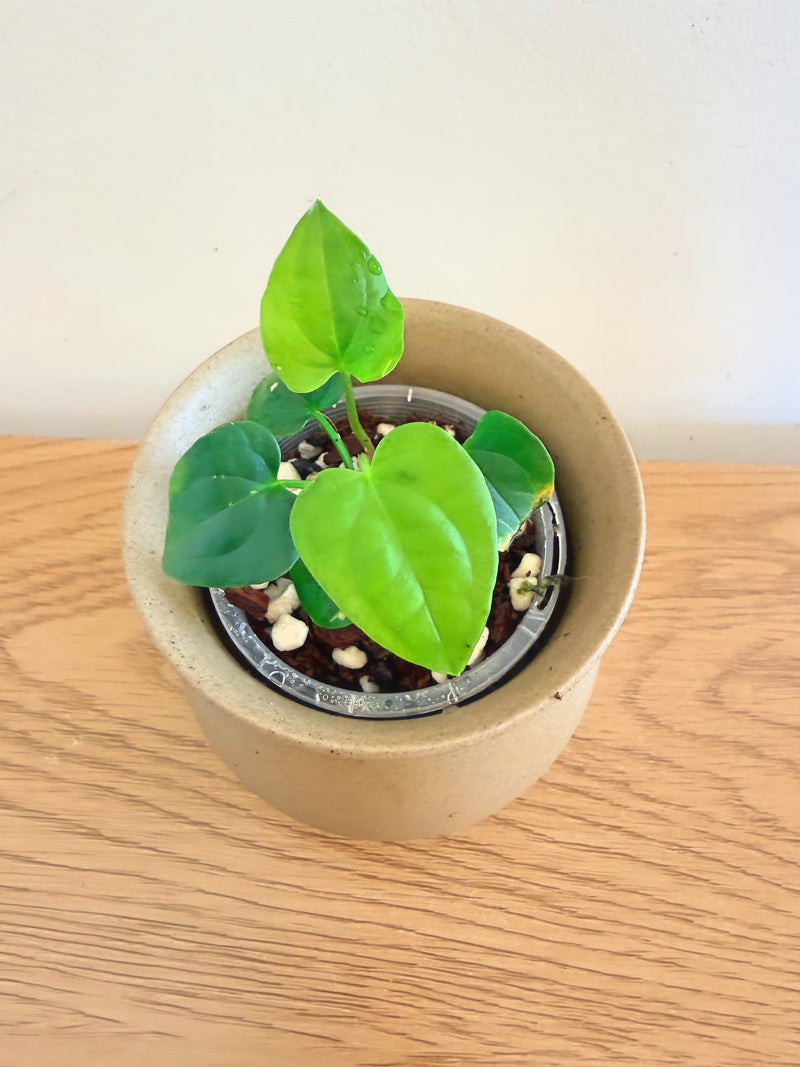 Anthurium Dark Phoenix