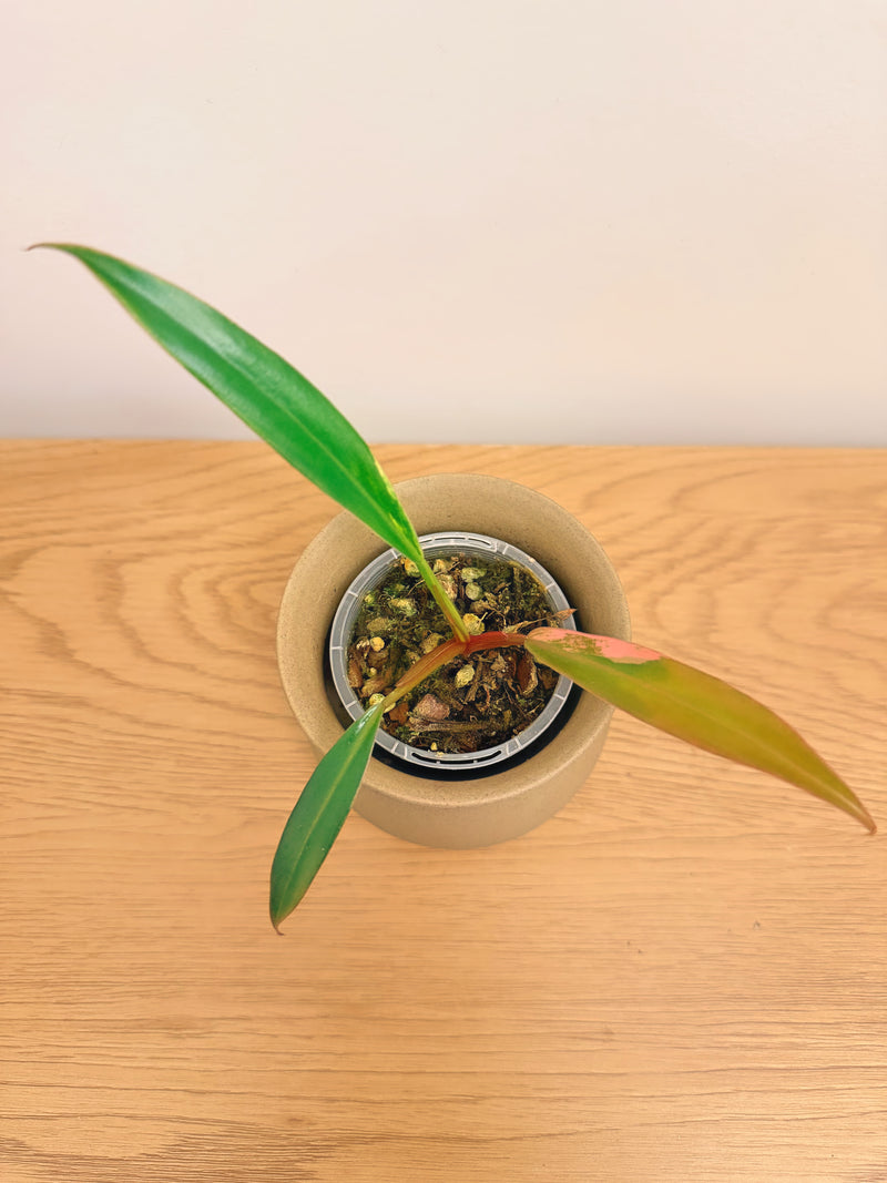 Philodendron Caramel Marble