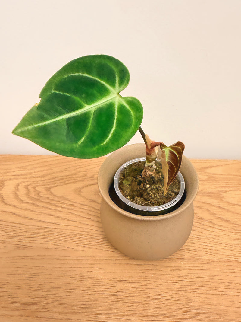 Anthurium Regale (A)