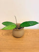 Hoya Indonesia sp. AH001