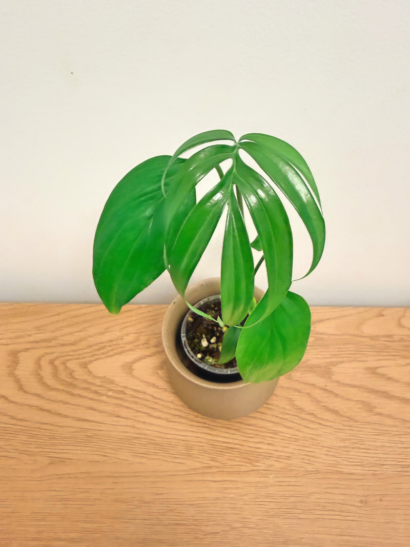 Monstera Subpinata