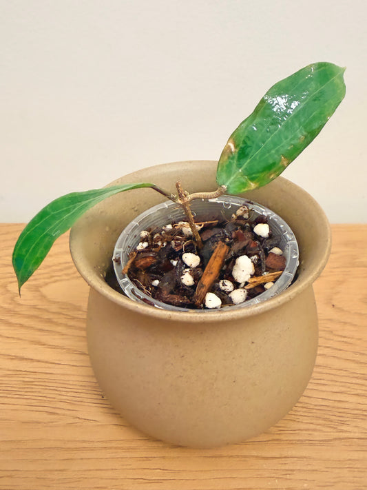 Hoya Bordenii
