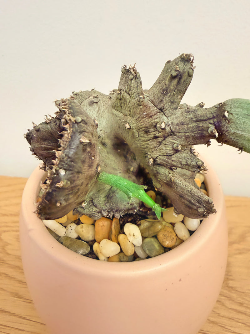 Ceropegia Stapeliiformis Crest (A)