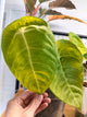 Anthurium Forgetii x Veitchii