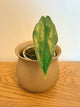Alocasia Simpo