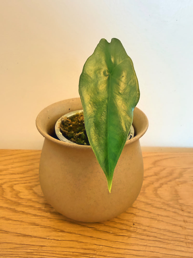 Alocasia Simpo
