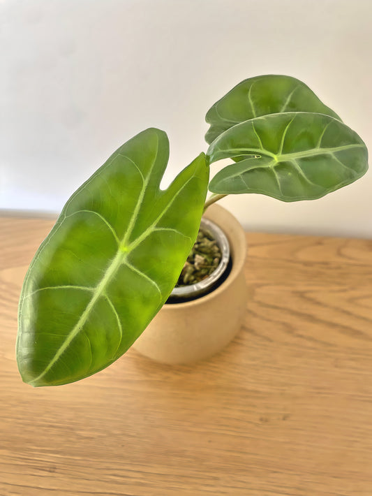 Alocasia Longiloba