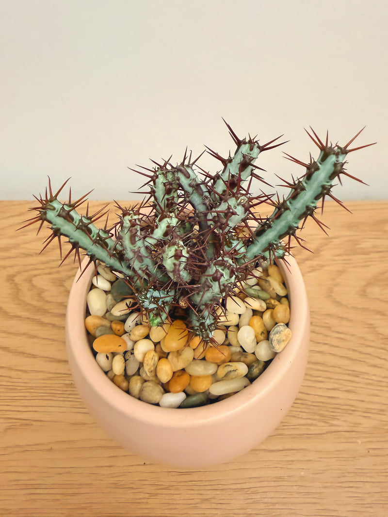 Euphorbia Aeruginosa Minor