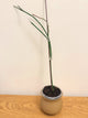 Ceropegia Ampliata (Condom Plant) (A)