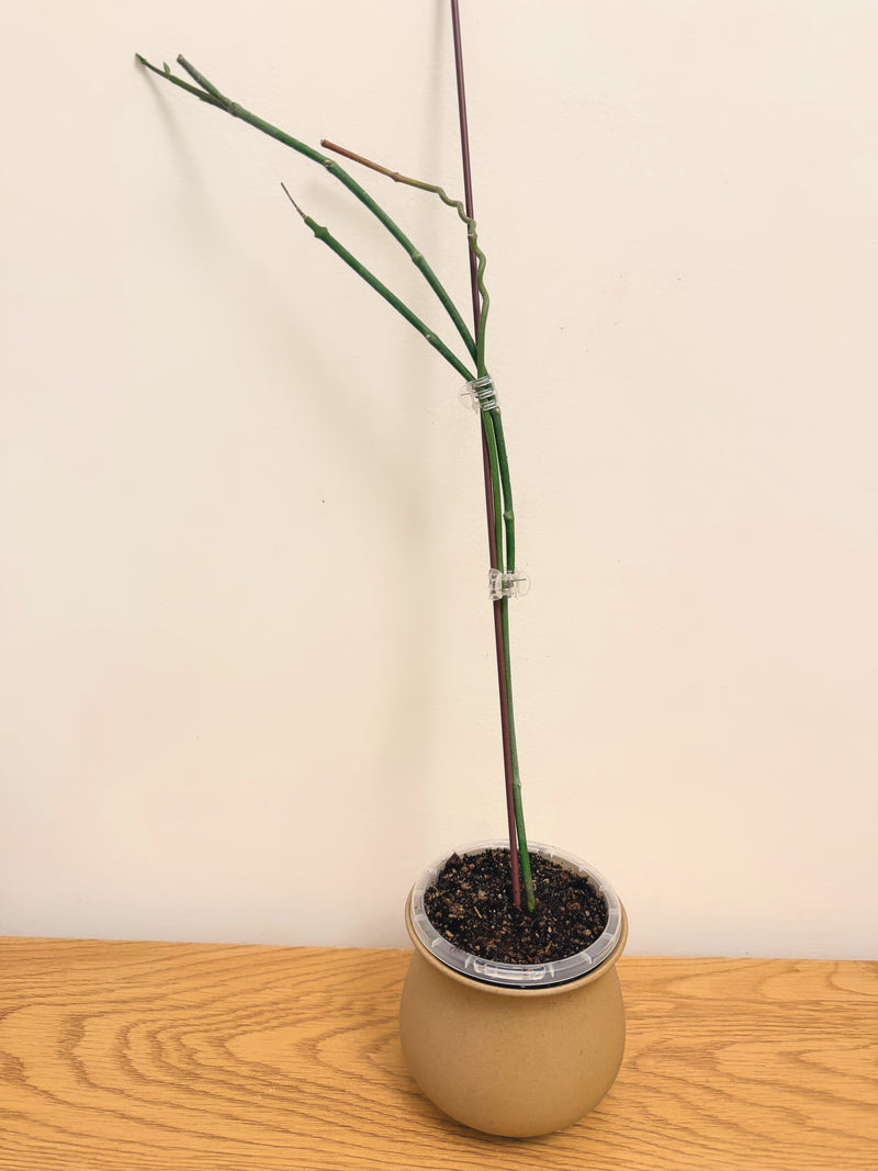 Ceropegia Ampliata (Condom Plant) (A)