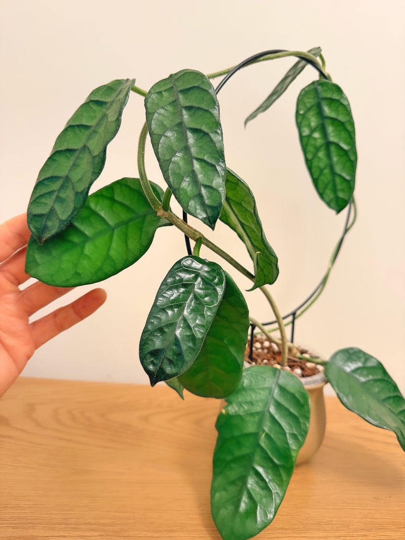 Hoya Globulosa Cao Dang