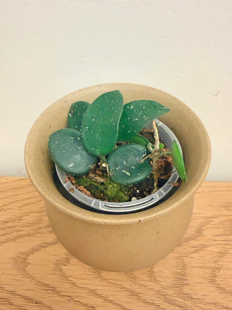 Hoya Mathilde Splash