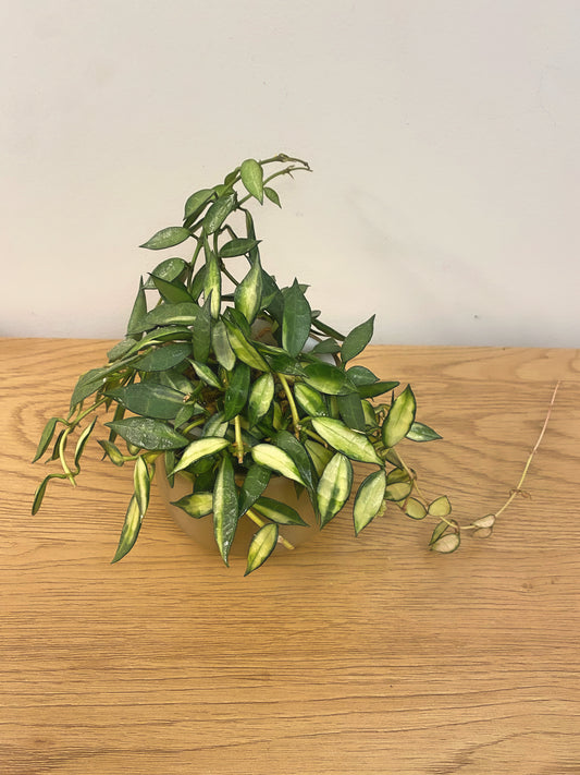 Hoya Lacunosa Variegated