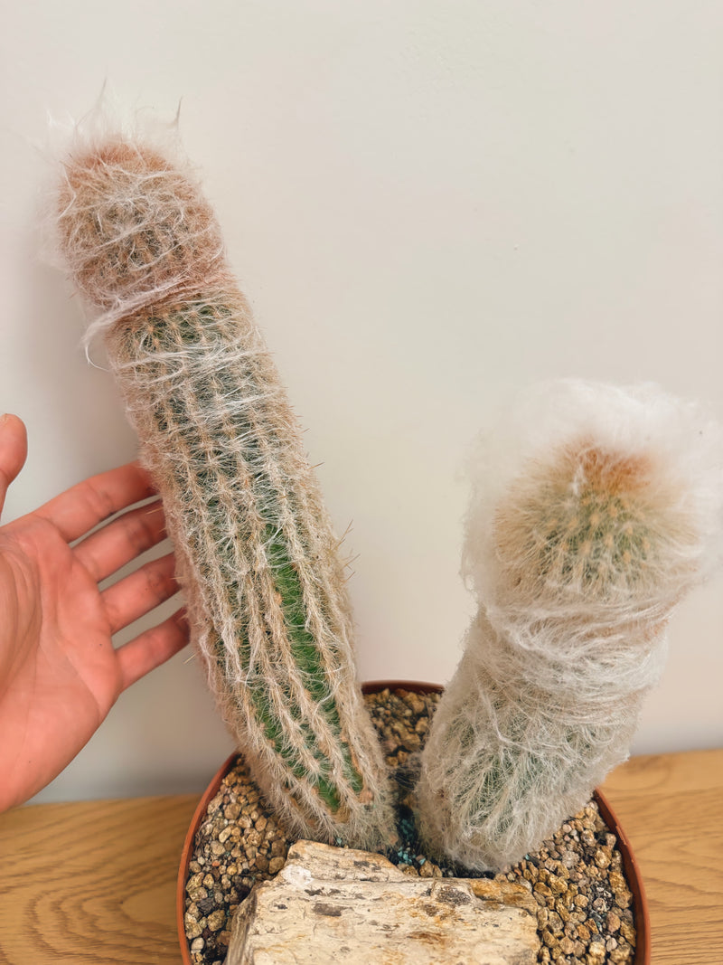 Espostoa Lanata