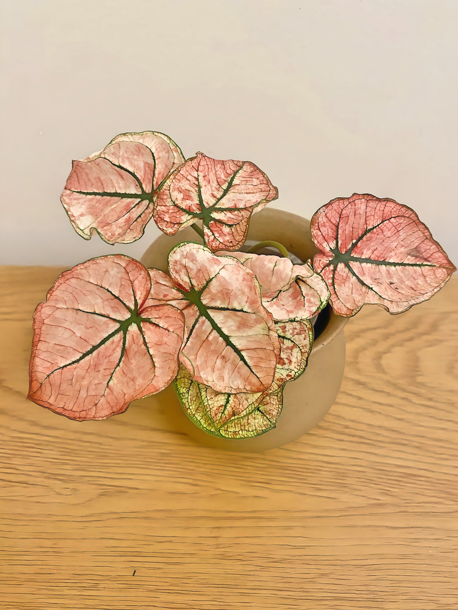 Caladium Scarlet Mary