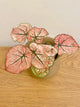 Caladium Scarlet Mary