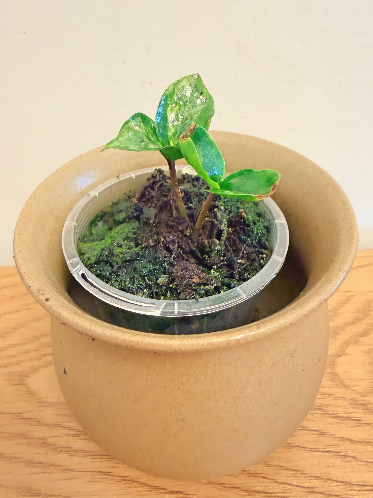 Variegated ZZ (B)