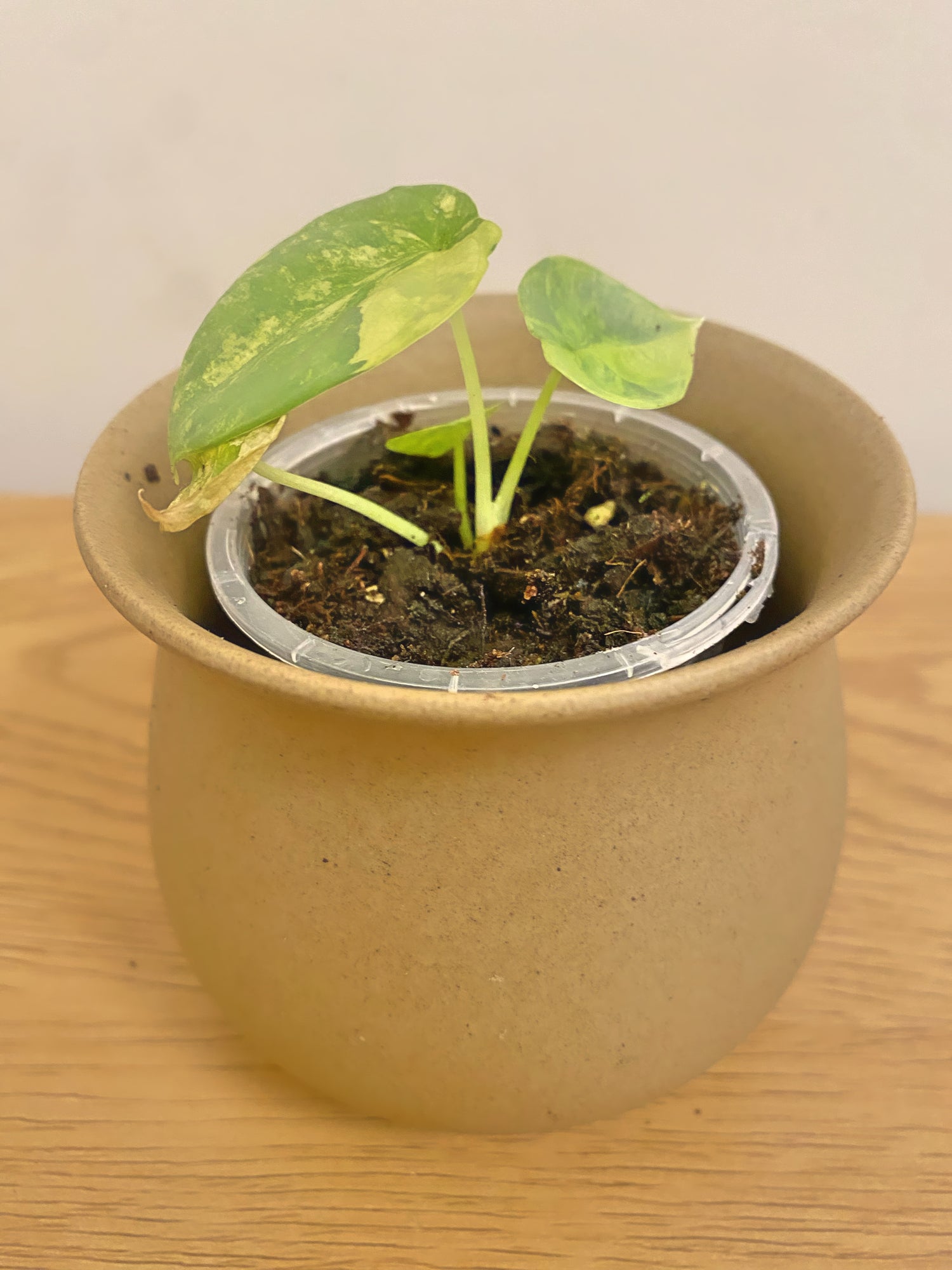 Alocasia Silver Dragon Aurea