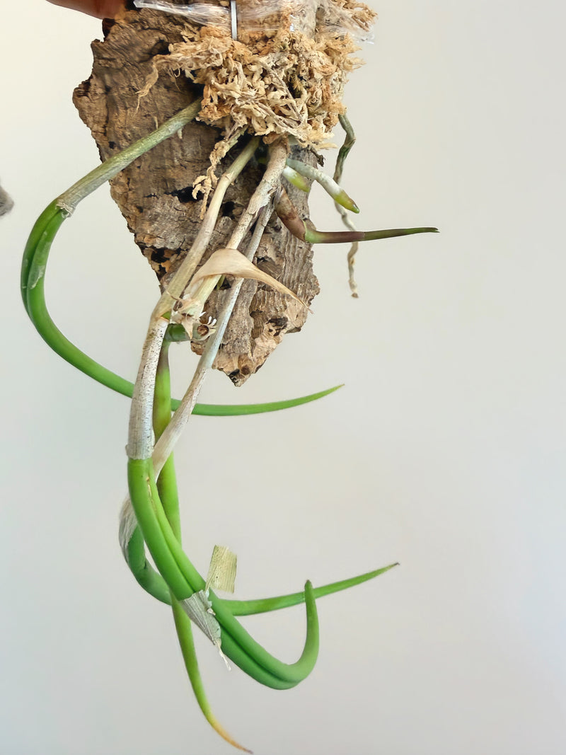 Cattleya Perrinii (Mounted)
