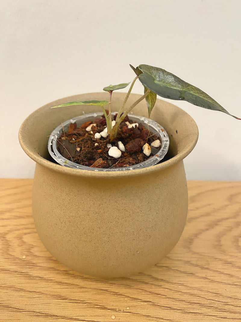 Alocasia Bambino Aurea