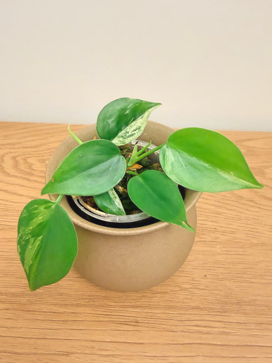 Philodendron Heartleaf Variegated