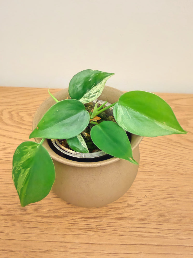 Philodendron Heartleaf Variegated