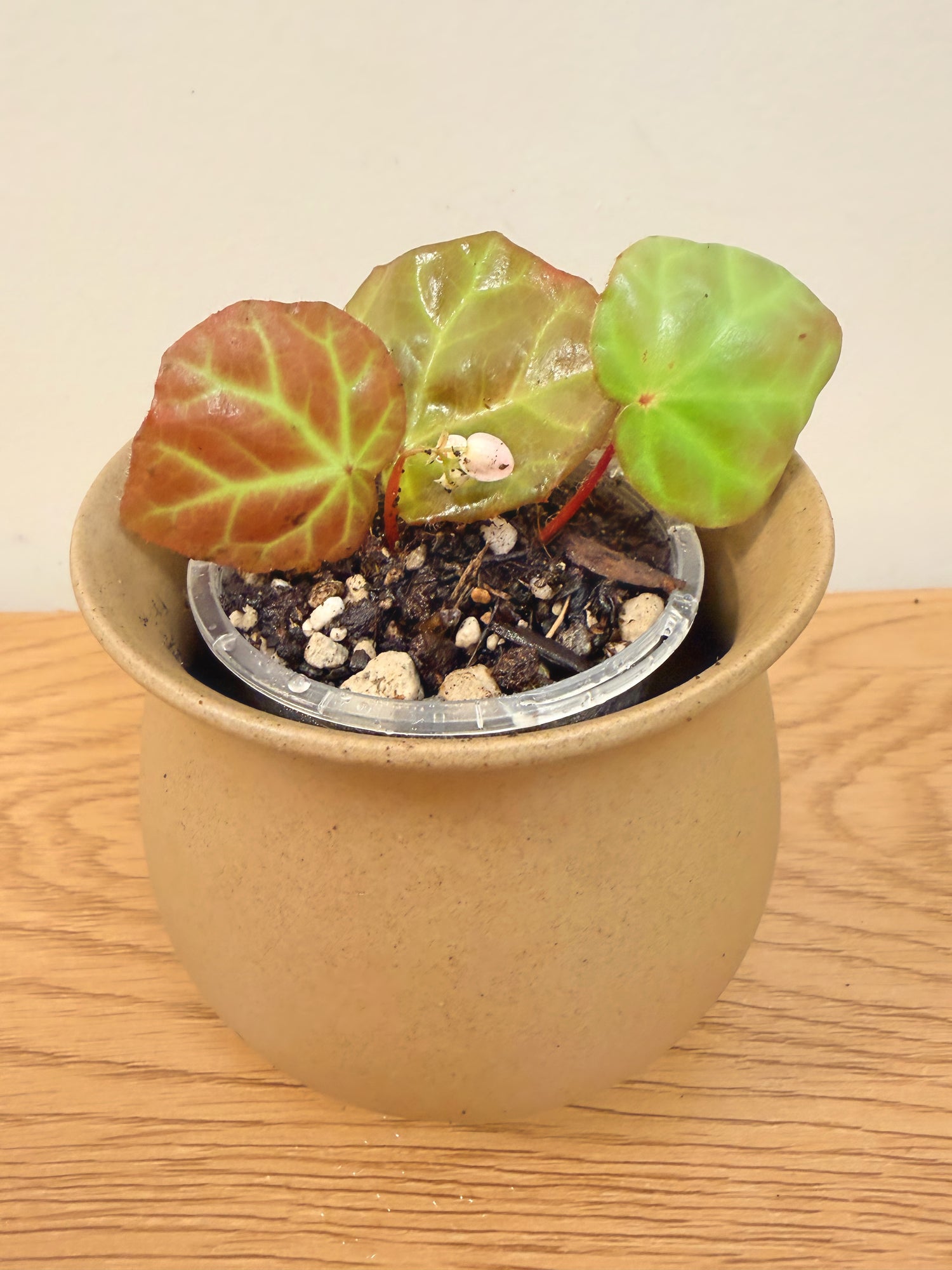 Begonia sp. Aceh