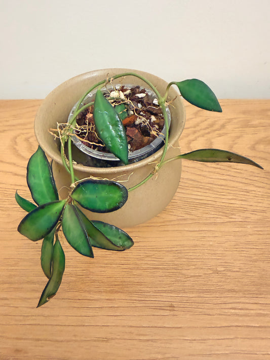 Hoya Burtoniae aff. (A)
