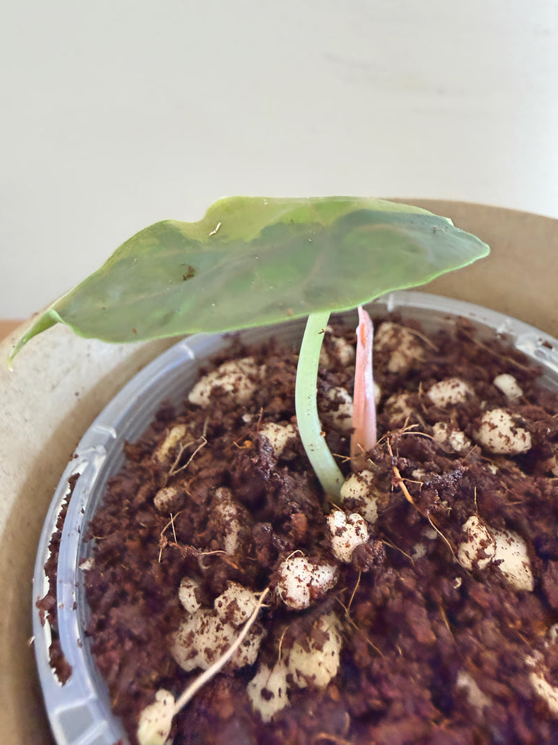 Alocasia Azlanii Aurea