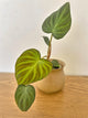 Philodendron Verrucosum