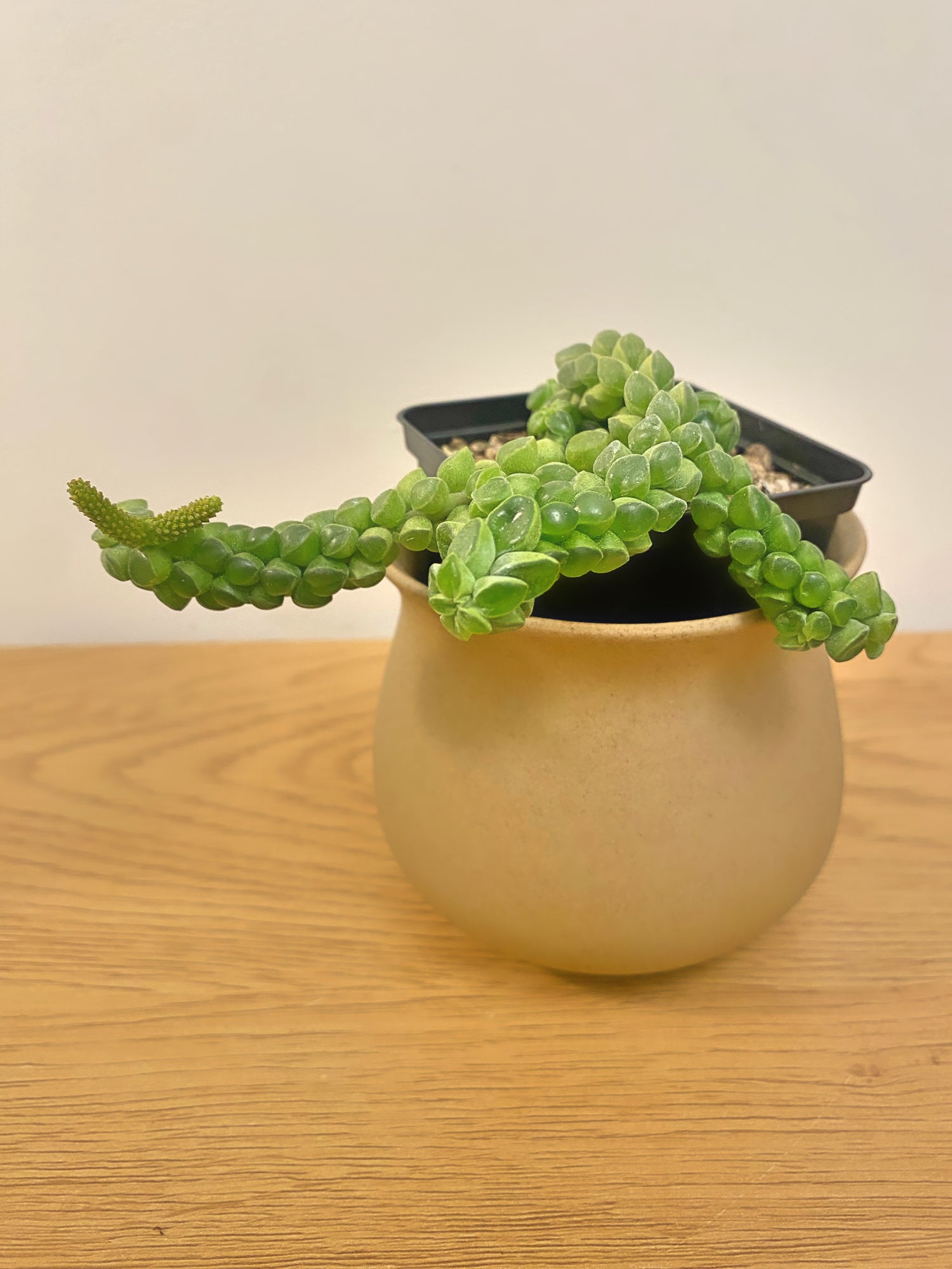 Peperomia Columella