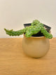 Peperomia Columella