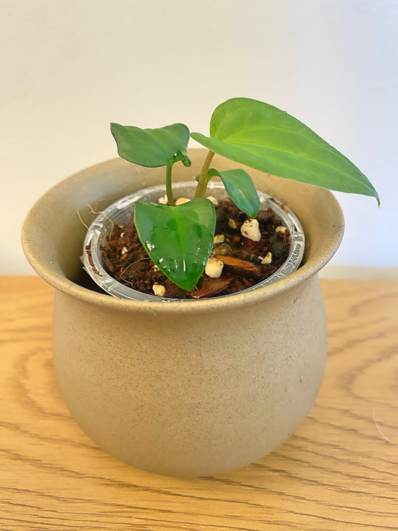 Anthurium Ace Of Space (AOS)