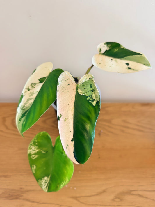 Philodendron Ilsemanii Variegated (E)