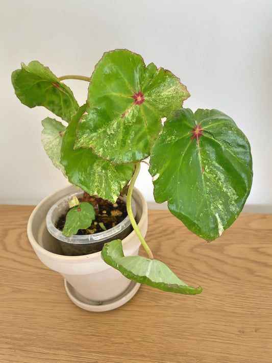 Begonia Rouge Variegated (A)