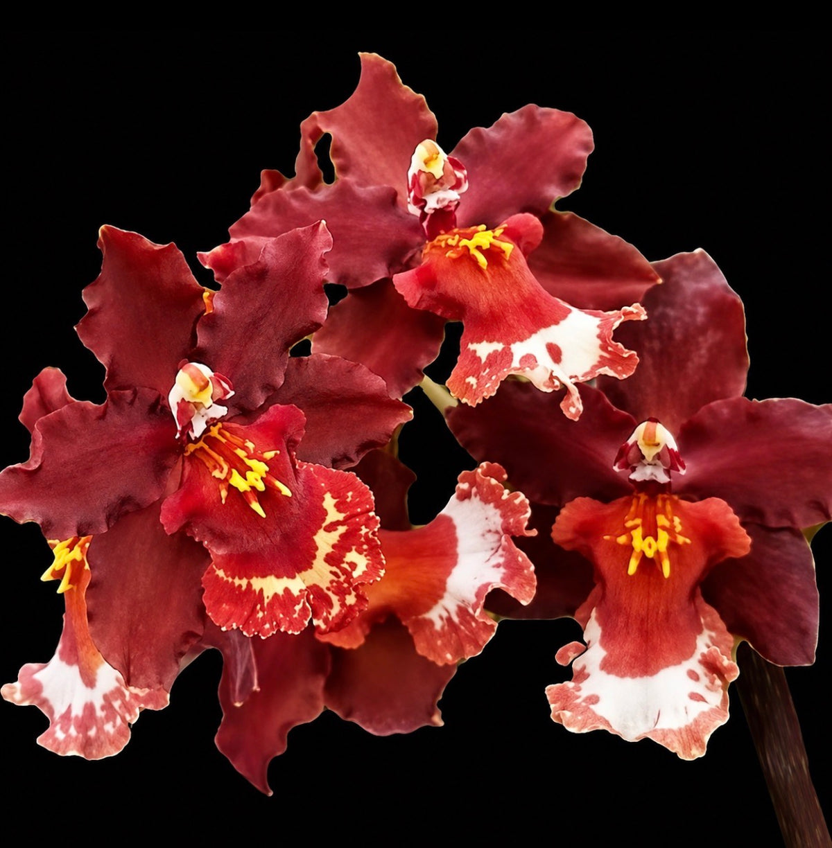 Burrageara Guann Shin Jaguar ‘Lucky Star’