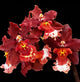 Burrageara Guann Shin Jaguar ‘Lucky Star’