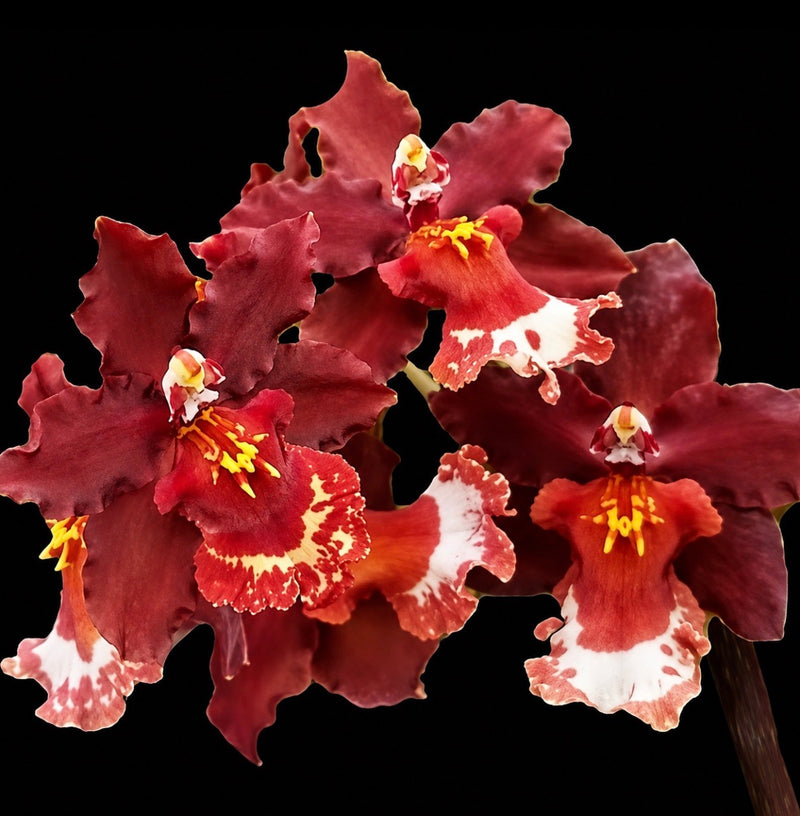 Burrageara Guann Shin Jaguar ‘Lucky Star’