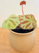 Begonia Arachnoidea ‘Spider Web’ (A)