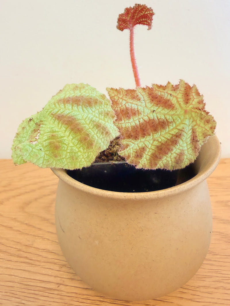 Begonia Arachnoidea ‘Spider Web’ (A)