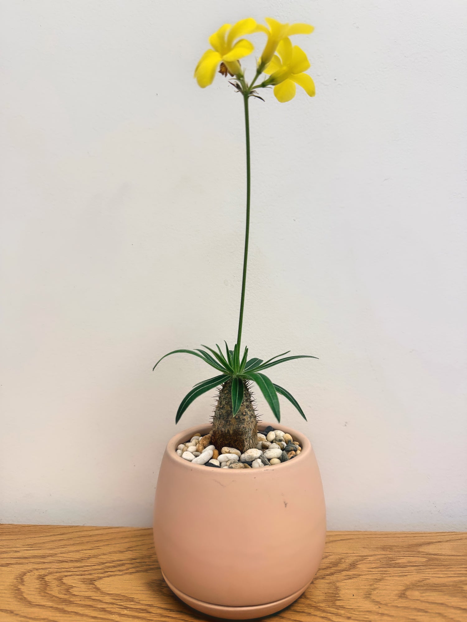 Pachypodium Rosulatum Gracilius